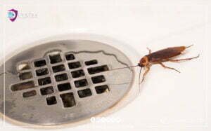 القضاء على صراصير المجاري بالكويت - 51113865 - طريقة التخلص من صراصير المنزل 2 القضاء على صراصير المجاري بالكويت