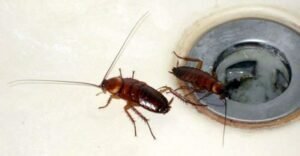 القضاء على صراصير المجاري بالكويت - 51113865 - طريقة التخلص من صراصير المنزل 3 طريقةإبادة صراصير المجاري بالمنزل