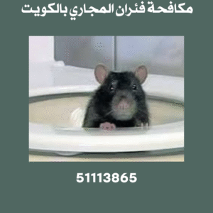 مكافحة فئران المجاري بالكويت 51113865 2 مكافحة فئران المجاري بالكويت
